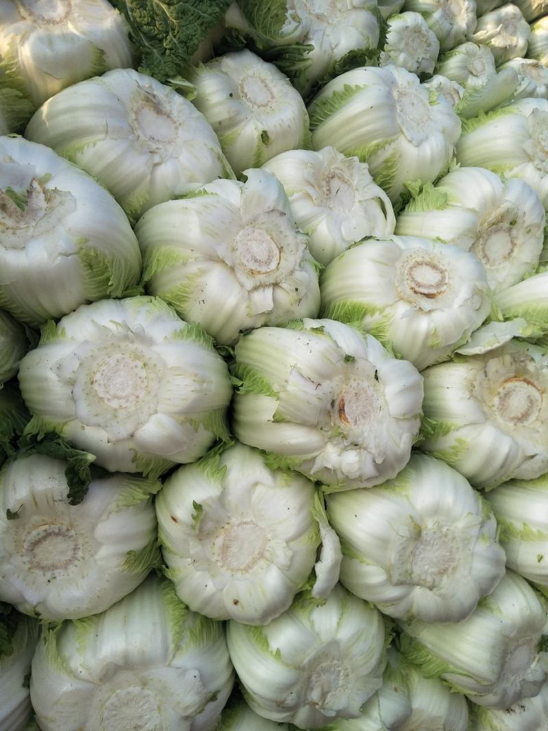 白菜黄心白菜春秋大量供应欢迎光临