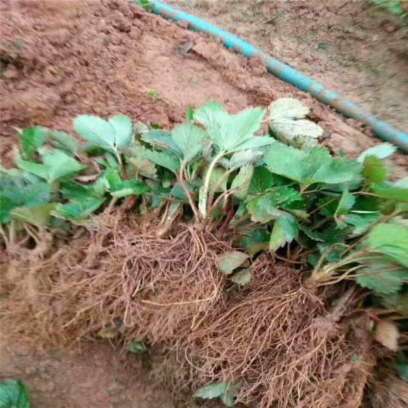 基地直供，价格便宜，草莓苗质量好，现挖现装