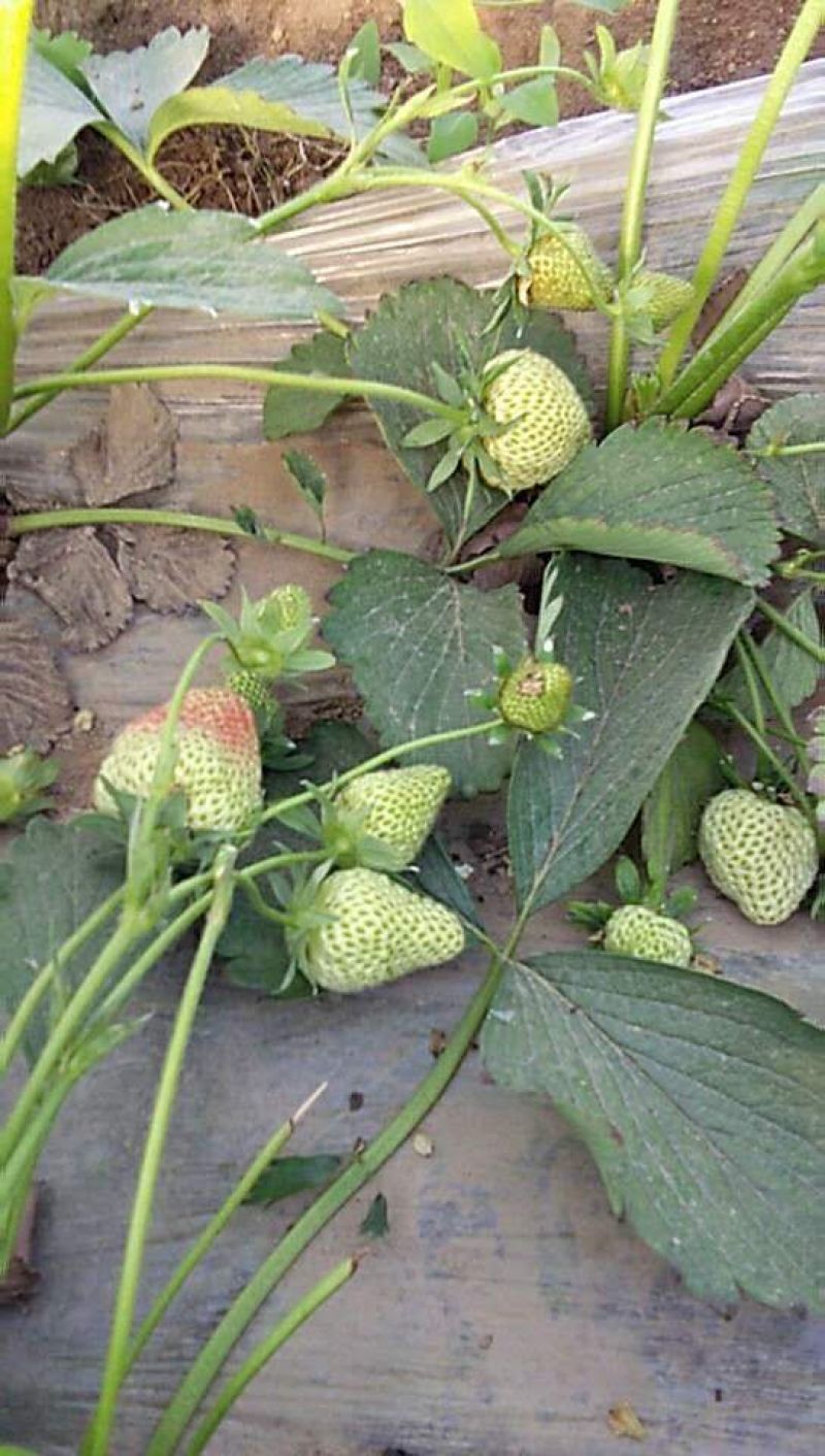 基地直供，价格便宜，草莓苗质量好，现挖现装