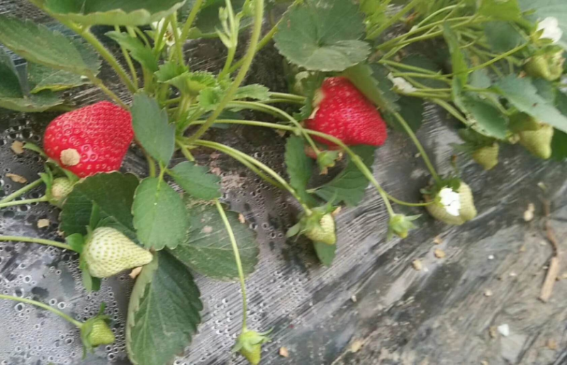基地直供，价格便宜，草莓苗质量好，现挖现装