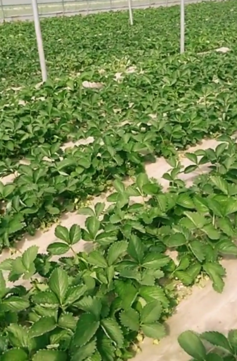 基地直供，价格便宜，草莓苗质量好，现挖现装