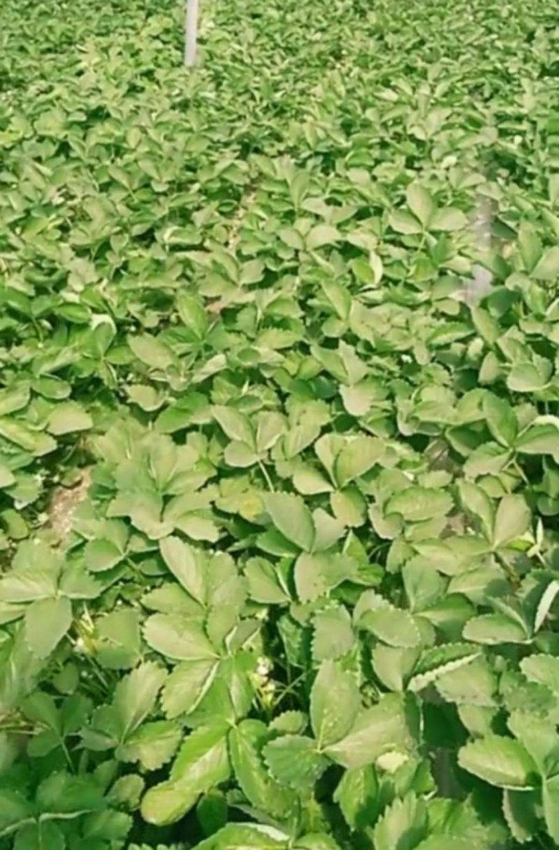 基地直供，价格便宜，草莓苗质量好，现挖现装