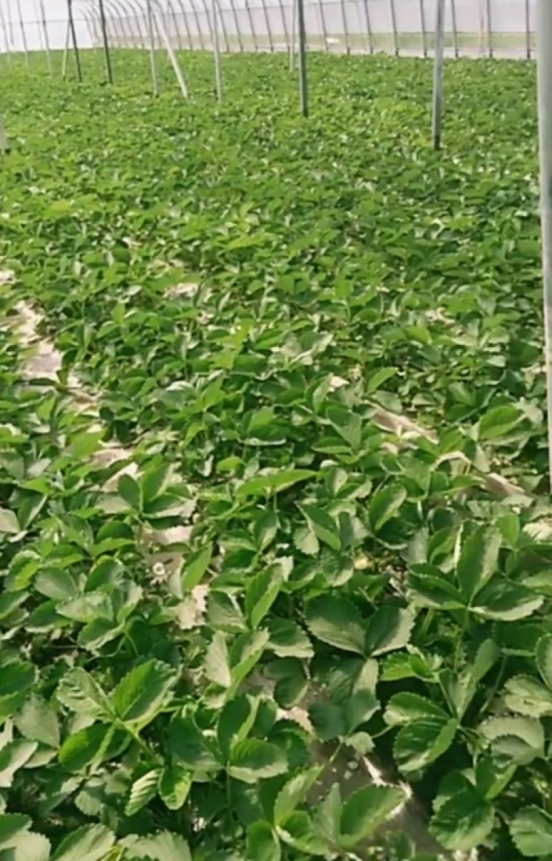 基地直供，价格便宜，草莓苗质量好，现挖现装