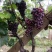 陕西渭南巨峰葡萄大量上市了