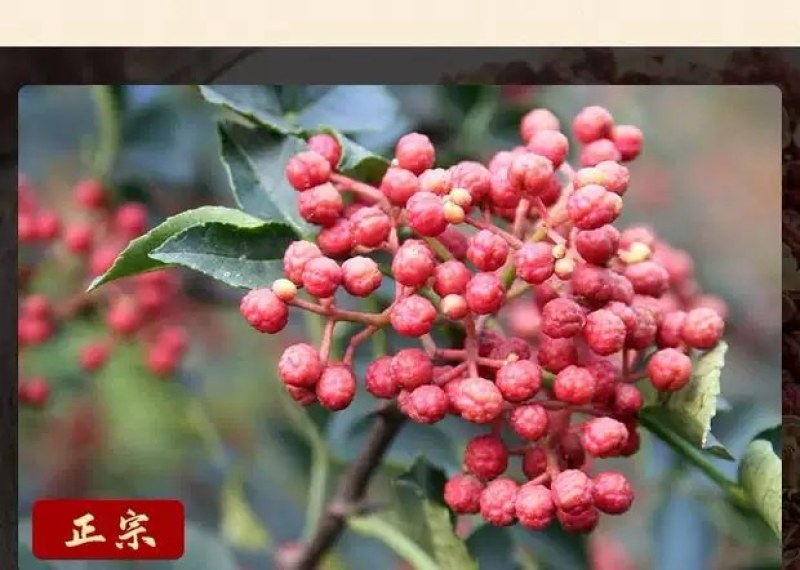 农家正宗富平大红袍花椒