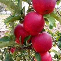 鲁丽苹果苗-鲁丽苹果树苗-矮化鲁丽苹果苗-新品种苹果接穗