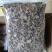 【闽之宝】福建大圆叶金线莲干品种植金线莲整株鲜品干品