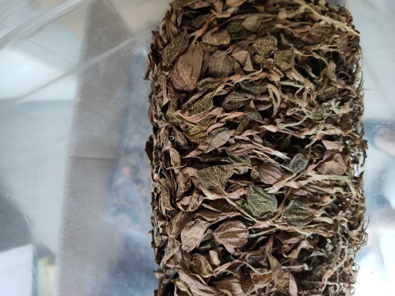 【闽之宝】福建大圆叶金线莲干品种植金线莲整株鲜品干品