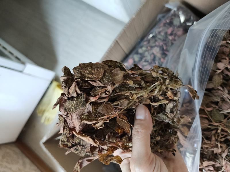 【闽之宝】福建大圆叶金线莲干品种植金线莲整株鲜品干品