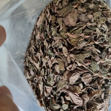 【闽之宝】福建大圆叶金线莲干品种植金线莲整株鲜品干品