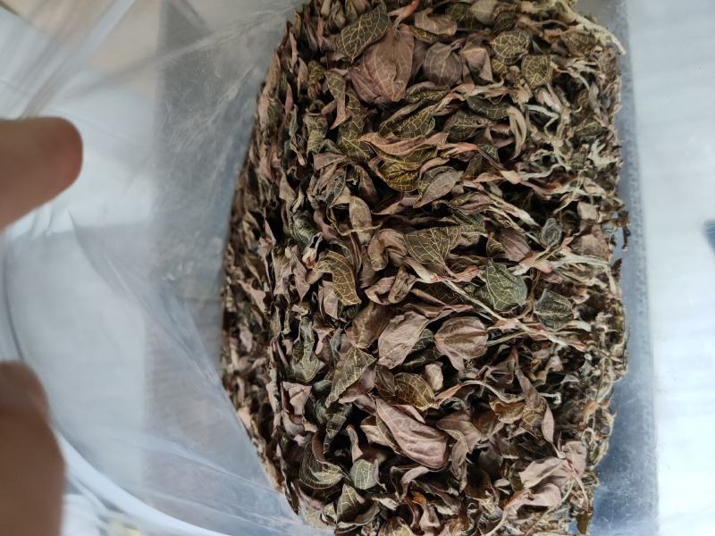 【闽之宝】福建大圆叶金线莲干品种植金线莲整株鲜品干品