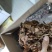 【闽之宝】福建大圆叶金线莲干品种植金线莲整株鲜品干品