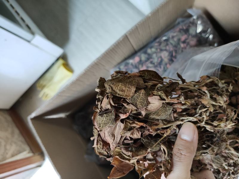 【闽之宝】福建大圆叶金线莲干品种植金线莲整株鲜品干品