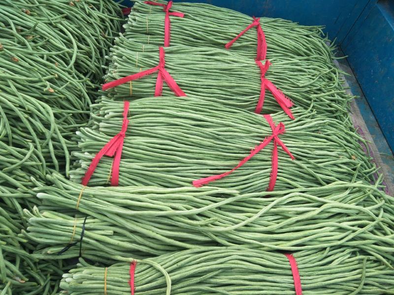 长豆角新乐市8月豆角大量上市需要的联系我欢迎你的到来
