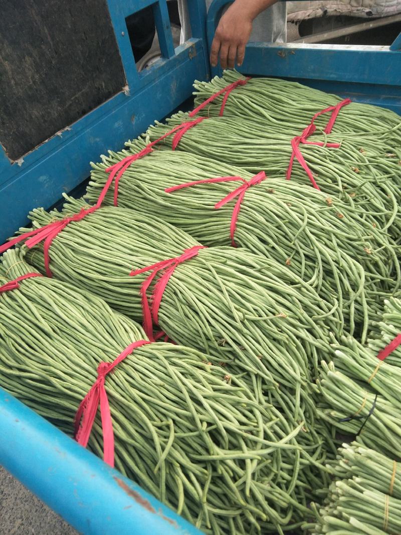 长豆角新乐市8月豆角大量上市需要的联系我欢迎你的到来