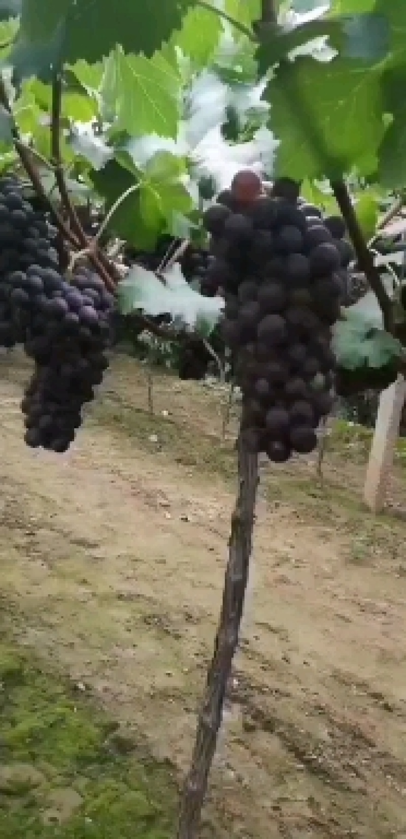 【夏黑葡萄】陕西夏黑葡萄批发，夏黑葡萄基地价格，全国发货