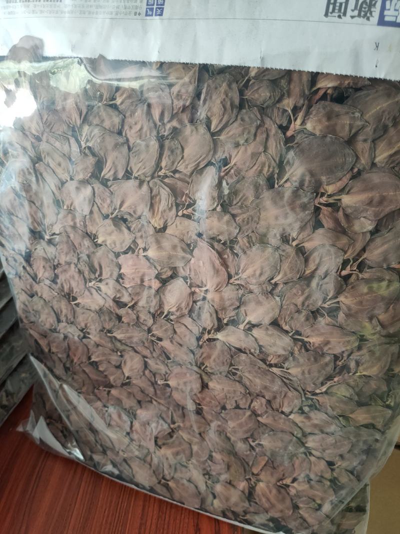 【闽之宝】排版金线莲干品林下仿野生金线莲干品