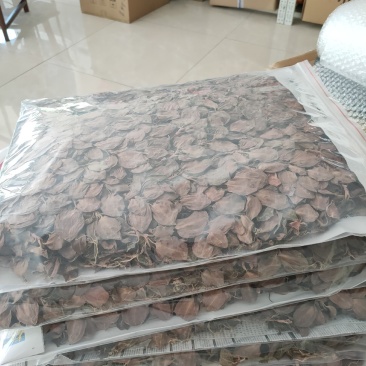 【闽之宝】排版金线莲干品林下仿野生金线莲干品