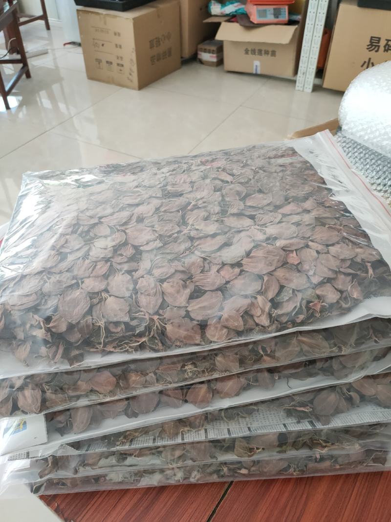 【闽之宝】排版金线莲干品林下仿野生金线莲干品