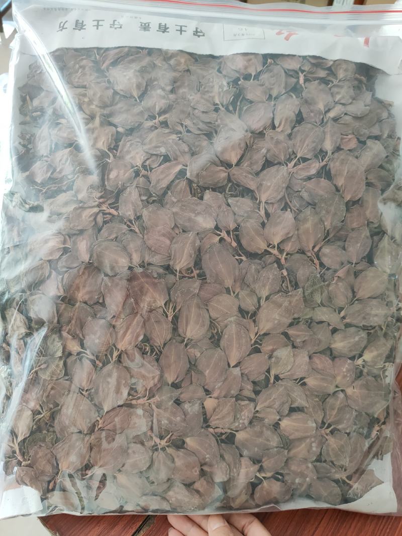 【闽之宝】排版金线莲干品林下仿野生金线莲干品