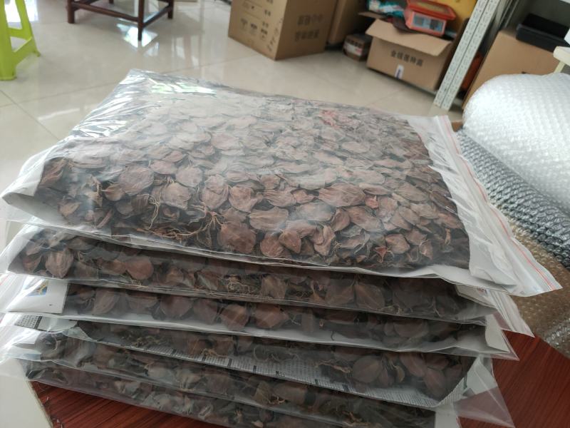 【闽之宝】排版金线莲干品林下仿野生金线莲干品