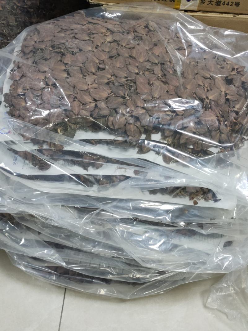 【闽之宝】排版金线莲干品林下仿野生金线莲干品