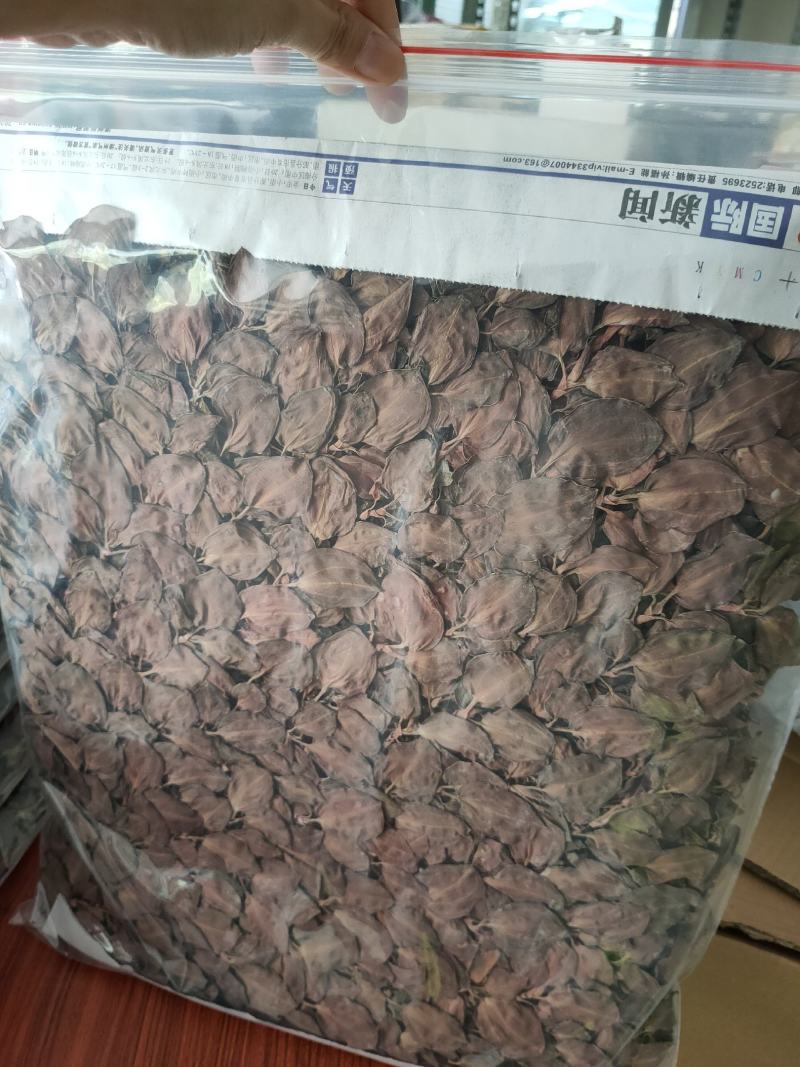 【闽之宝】排版金线莲干品林下仿野生金线莲干品
