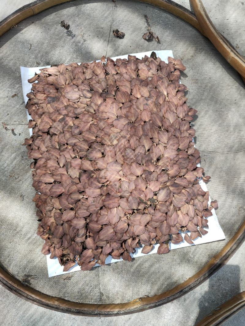 【闽之宝】排版金线莲干品林下仿野生金线莲干品