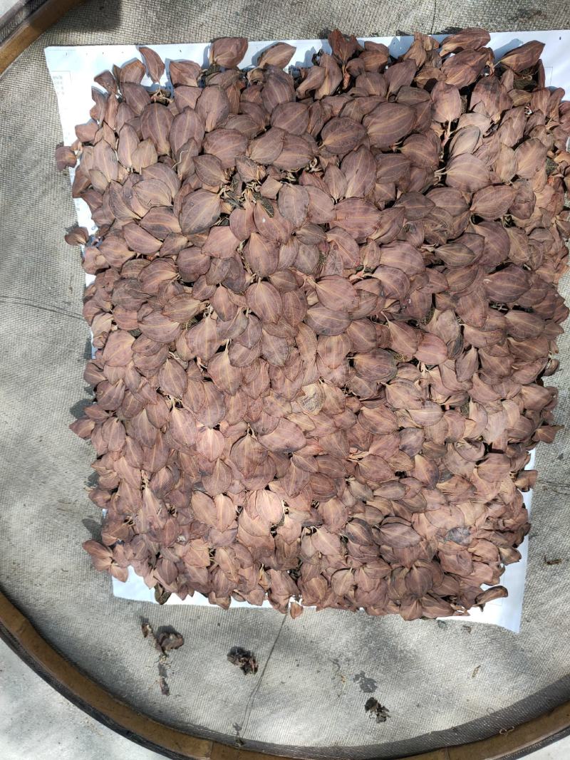 【闽之宝】排版金线莲干品林下仿野生金线莲干品