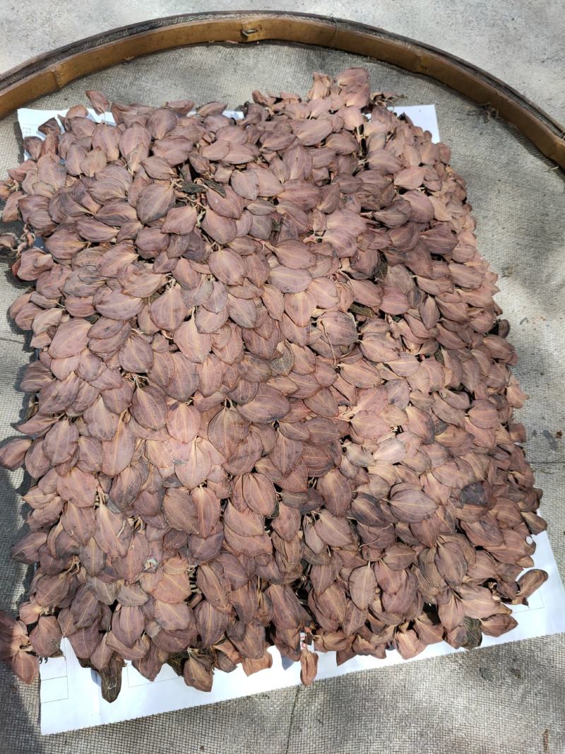 【闽之宝】排版金线莲干品林下仿野生金线莲干品