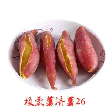 济薯26、板栗薯、红薯、地瓜