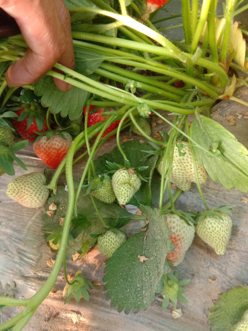 草莓苗，现挖现装，质量好，价格公平，货源充足，