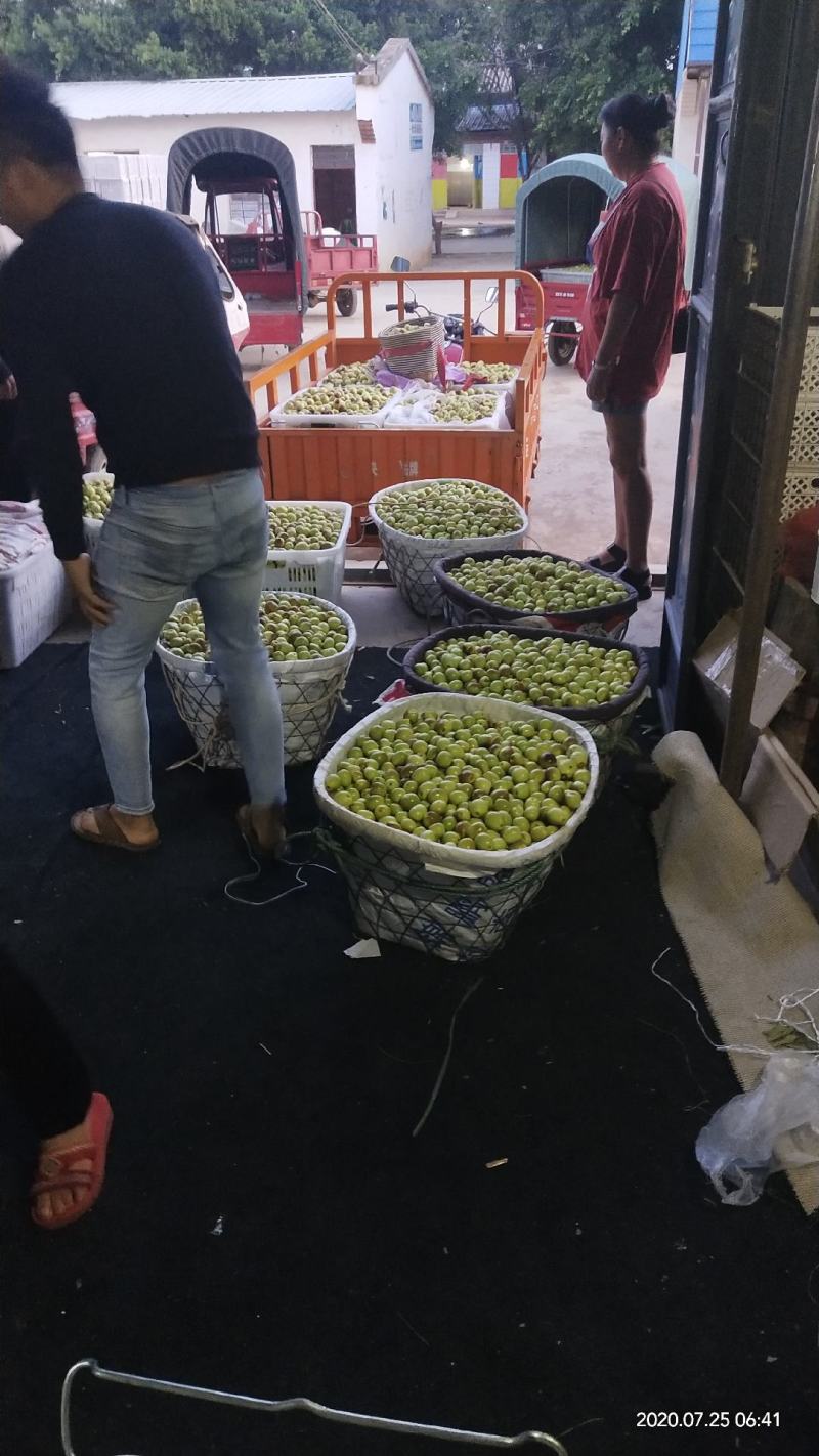 2025年云南冬枣，糖度24，皮薄肉厚多汁，皮色漂亮光滑