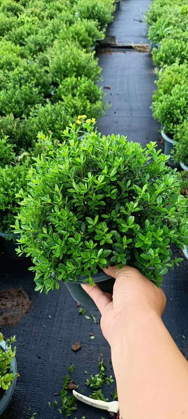 赤楠一箱15盆，量多价格可以适当优惠