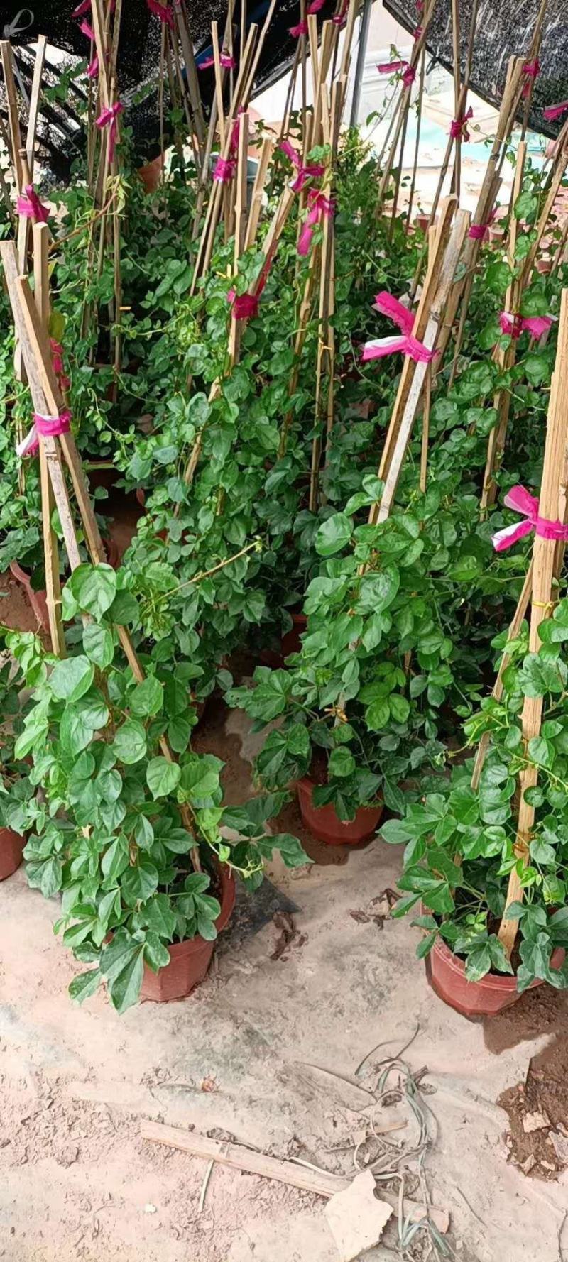 爬山虎高80公分左右，量多价格可以适当优惠