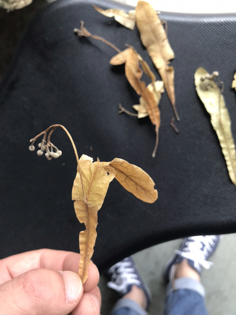药材椴树花原装正品保质保量
