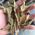 药材椴树花原装正品保质保量