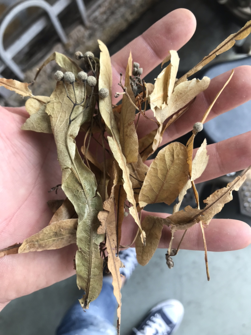 药材椴树花原装正品保质保量