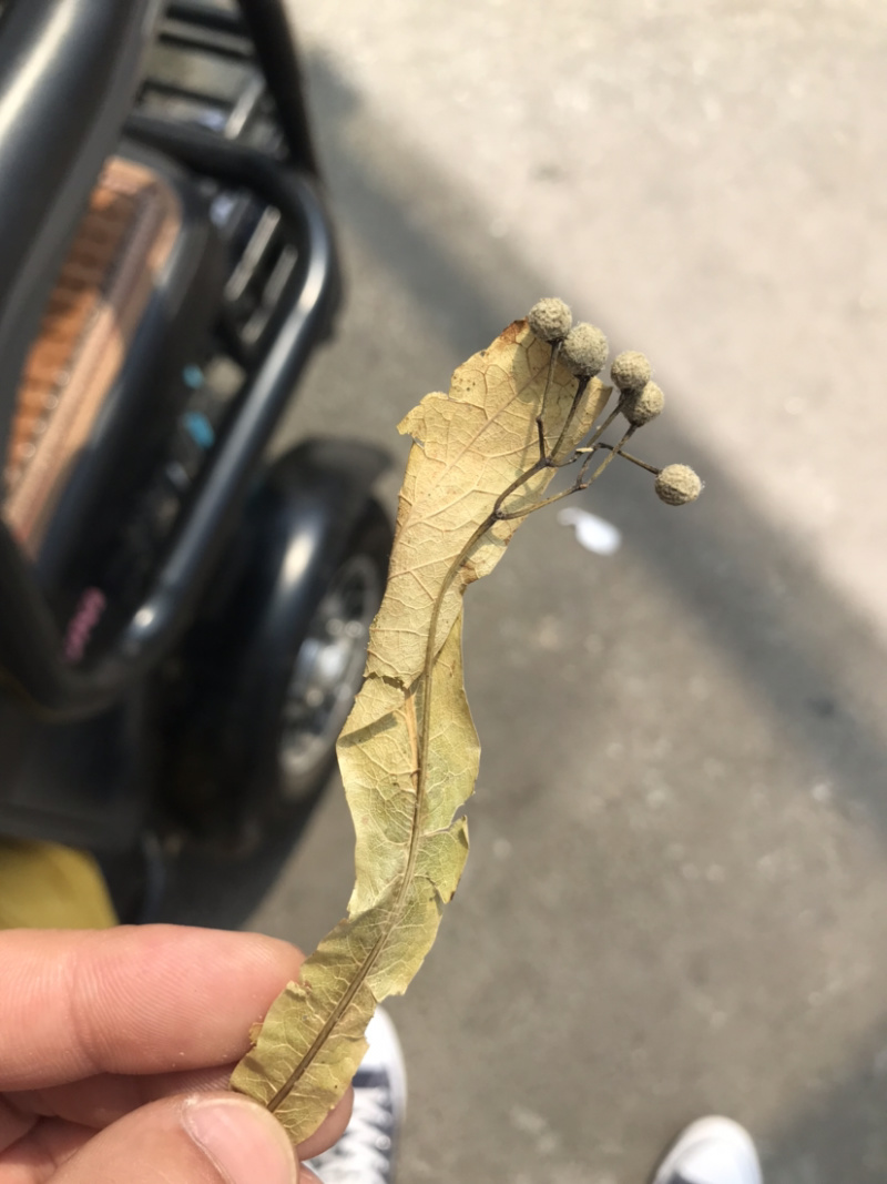 药材椴树花原装正品保质保量