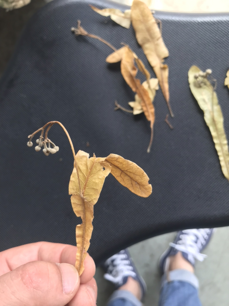 药材椴树花原装正品保质保量