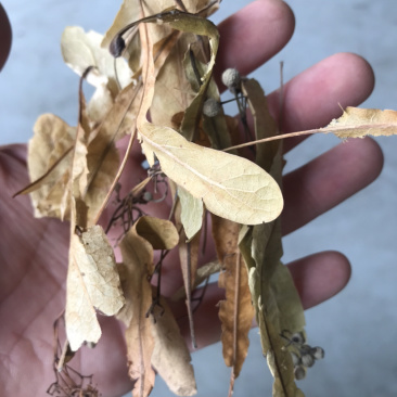 药材椴树花原装正品保质保量