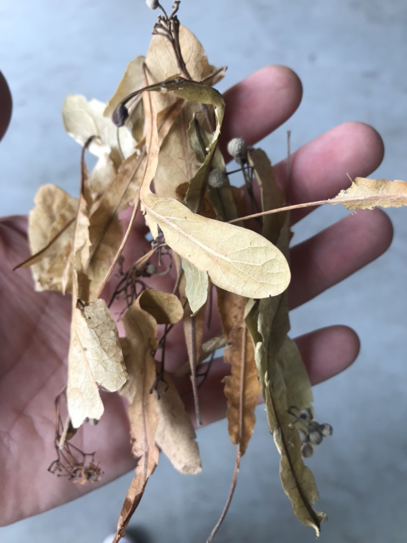 药材椴树花原装正品保质保量