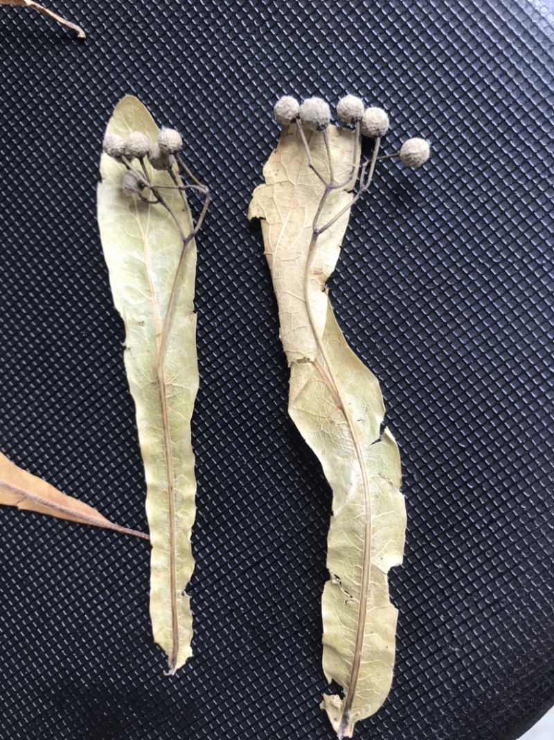 药材椴树花原装正品保质保量
