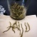 一级绿茶（十号青茶，一级烘青沁润香螺）
