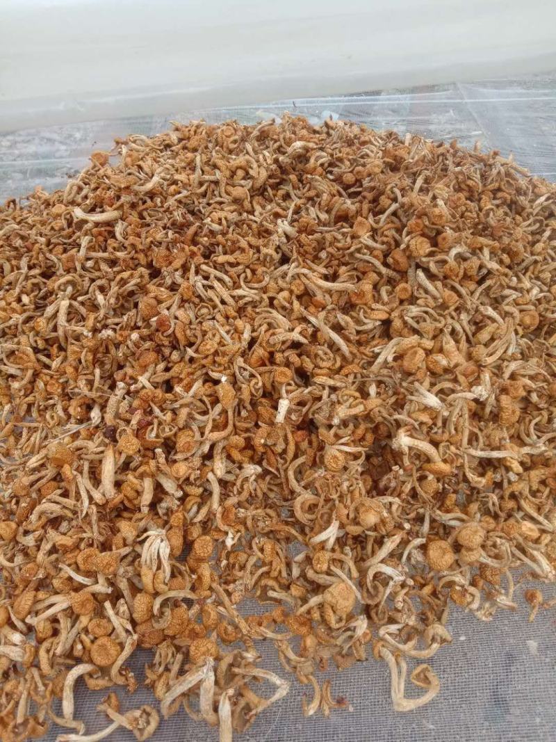 出售滑子菇质量好有想要的老板于我联系商谈价格