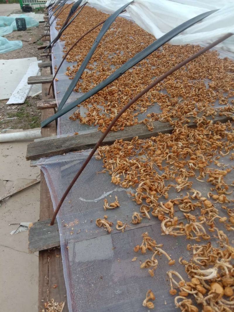 出售滑子菇质量好有想要的老板于我联系商谈价格