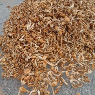 出售滑子菇质量好有想要的老板于我联系商谈价格