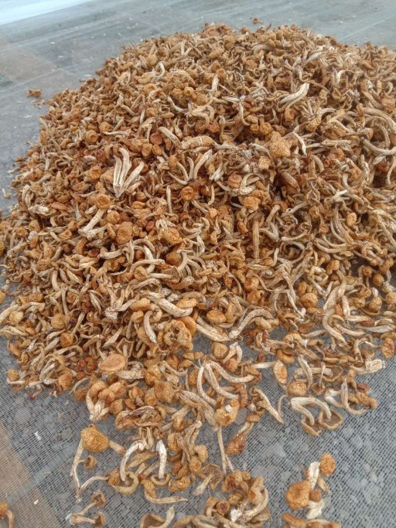 出售滑子菇质量好有想要的老板于我联系商谈价格