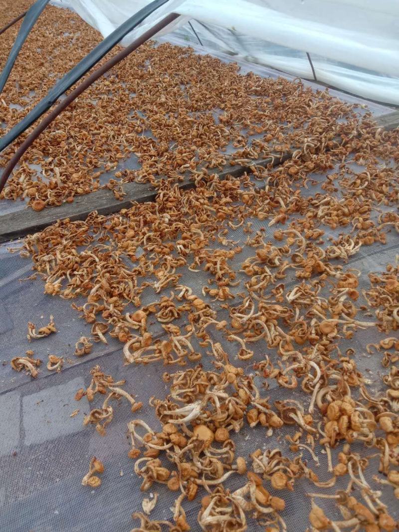 出售滑子菇质量好有想要的老板于我联系商谈价格