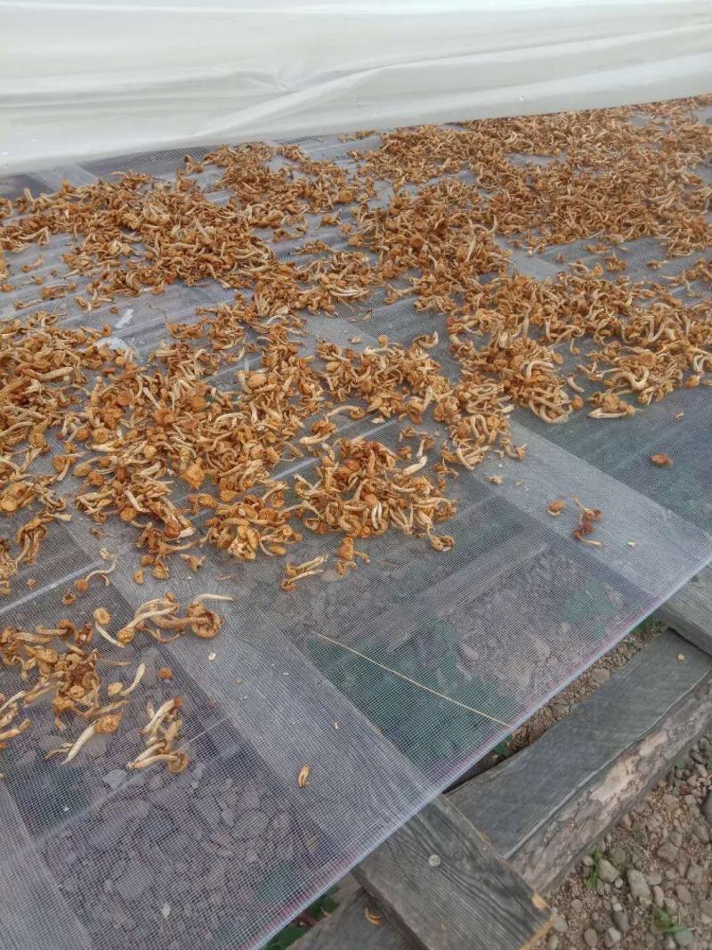 出售滑子菇质量好有想要的老板于我联系商谈价格